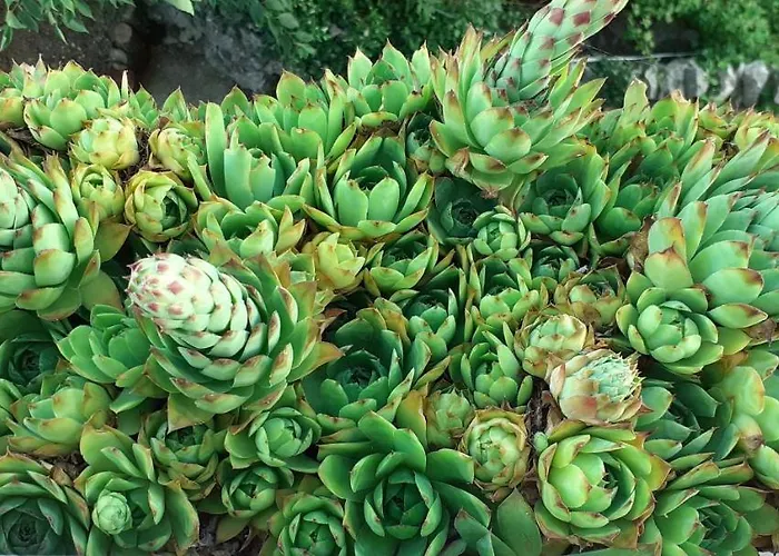 Kelk Apartman Loznati