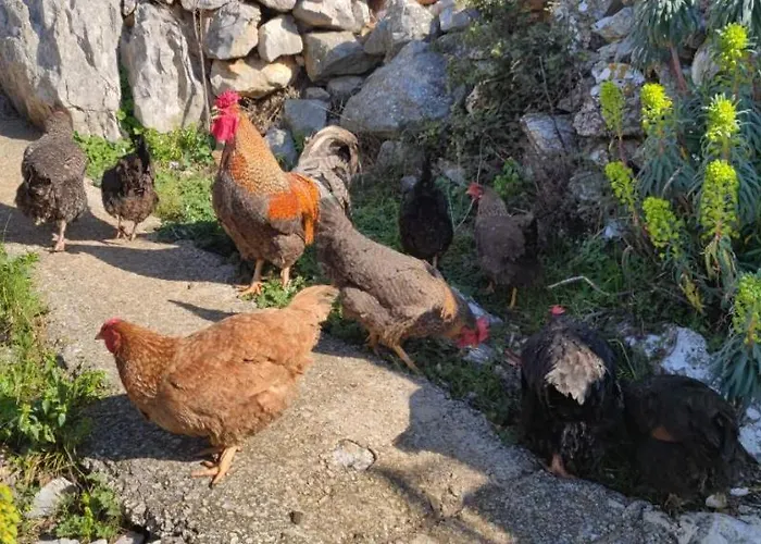 Kelk Apartman Loznati