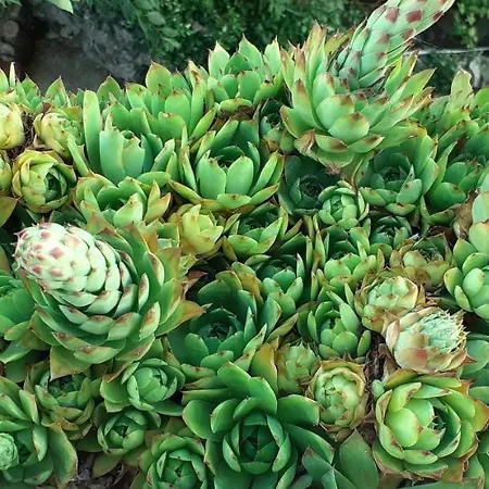 Kelk Apartment Loznati