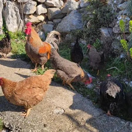 Kelk Apartmán Loznati